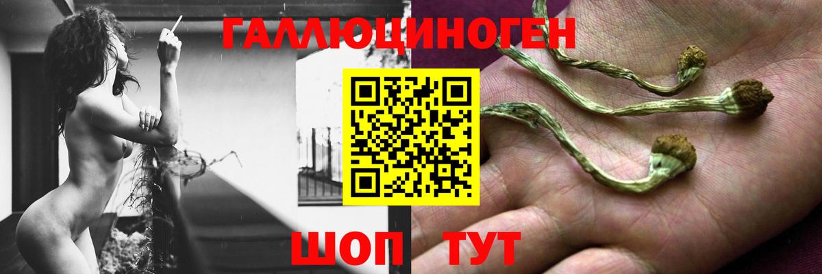 Галлюциногенные грибы Psilocybine cubensis Жуковский